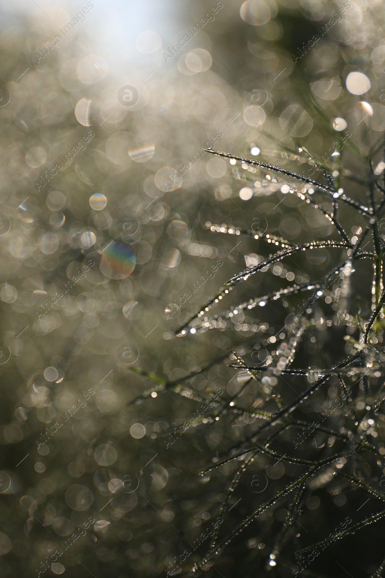 Photo of Branches with dew drops on blurred background, closeup. Bokeh effect