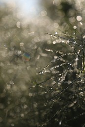 Photo of Branches with dew drops on blurred background, closeup. Bokeh effect