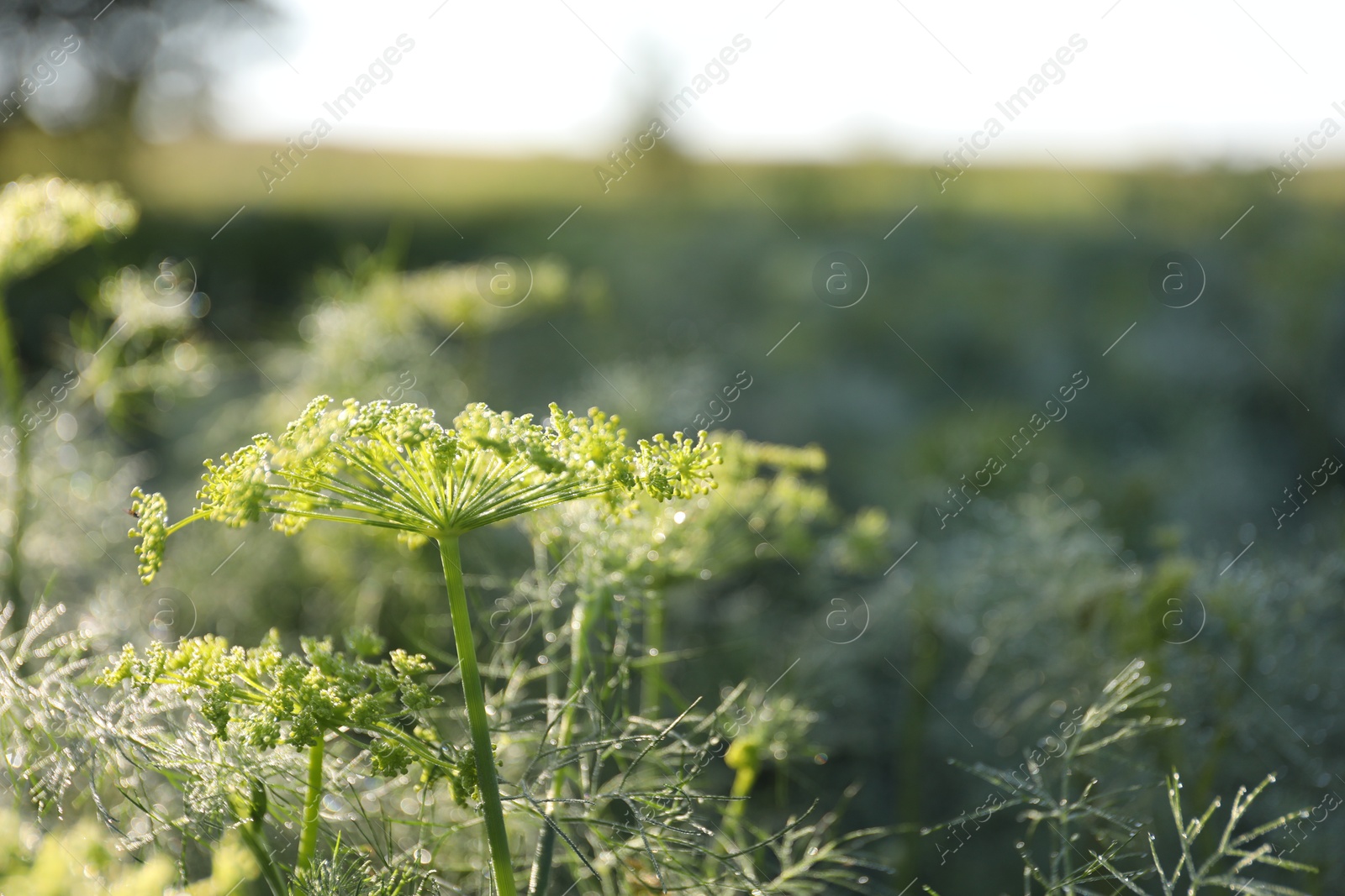 Photo of Fresh green dill flowers growing outdoors, closeup. Space for text