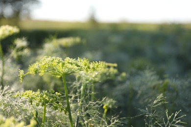 Photo of Fresh green dill flowers growing outdoors, closeup. Space for text