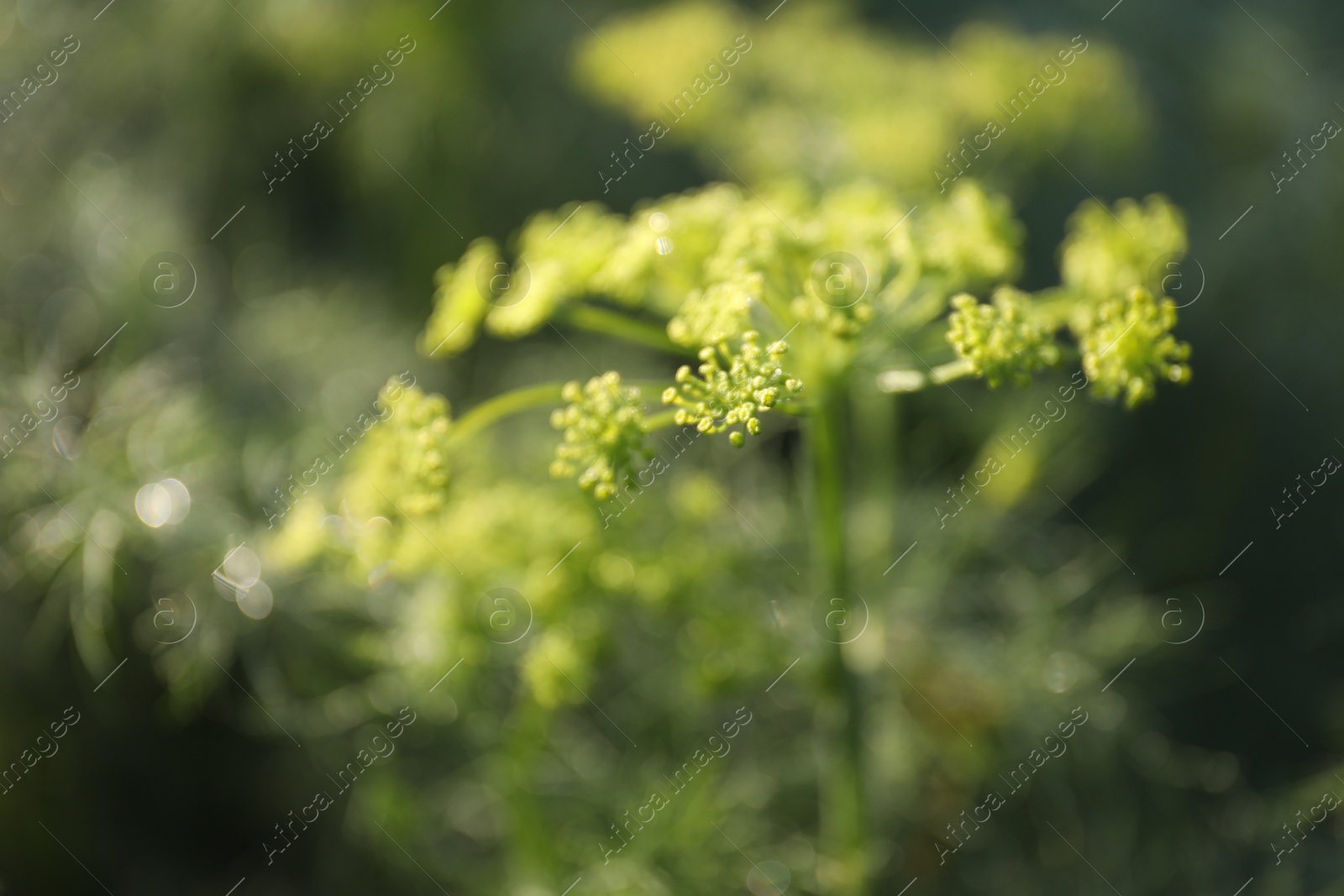 Photo of Fresh green dill flowers growing outdoors, closeup. Space for text