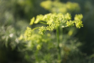 Photo of Fresh green dill flowers growing outdoors, closeup. Space for text