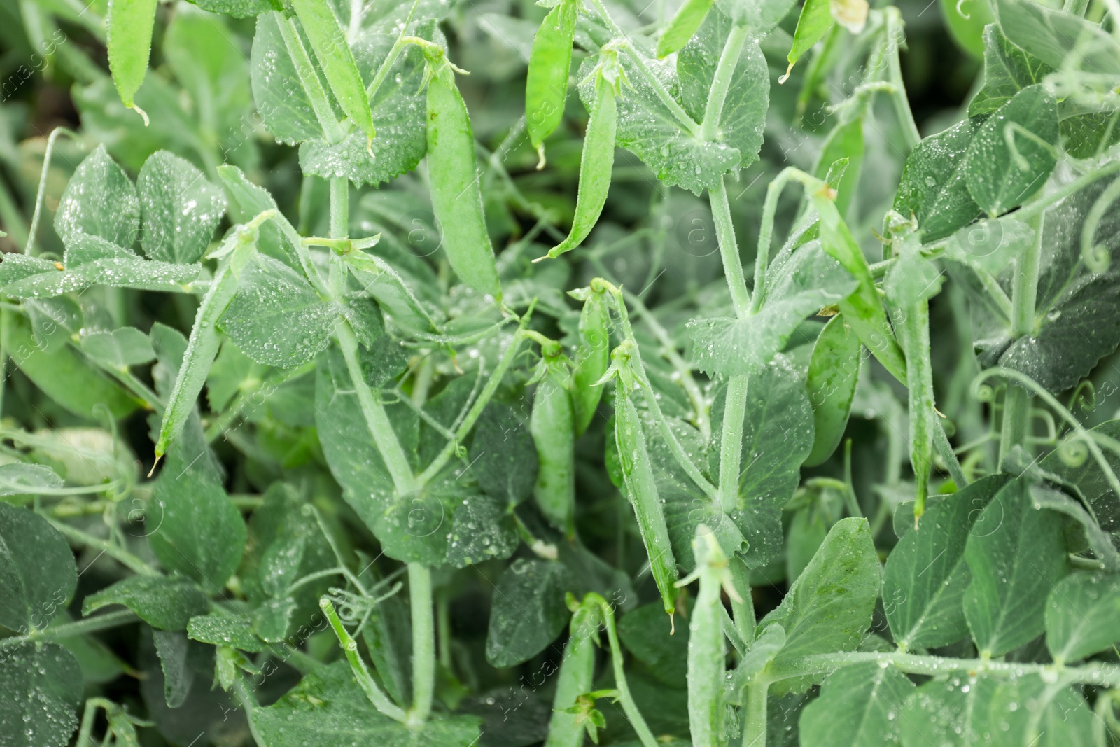 Photo of Ripe green pea pods growing outdoors, closeup
