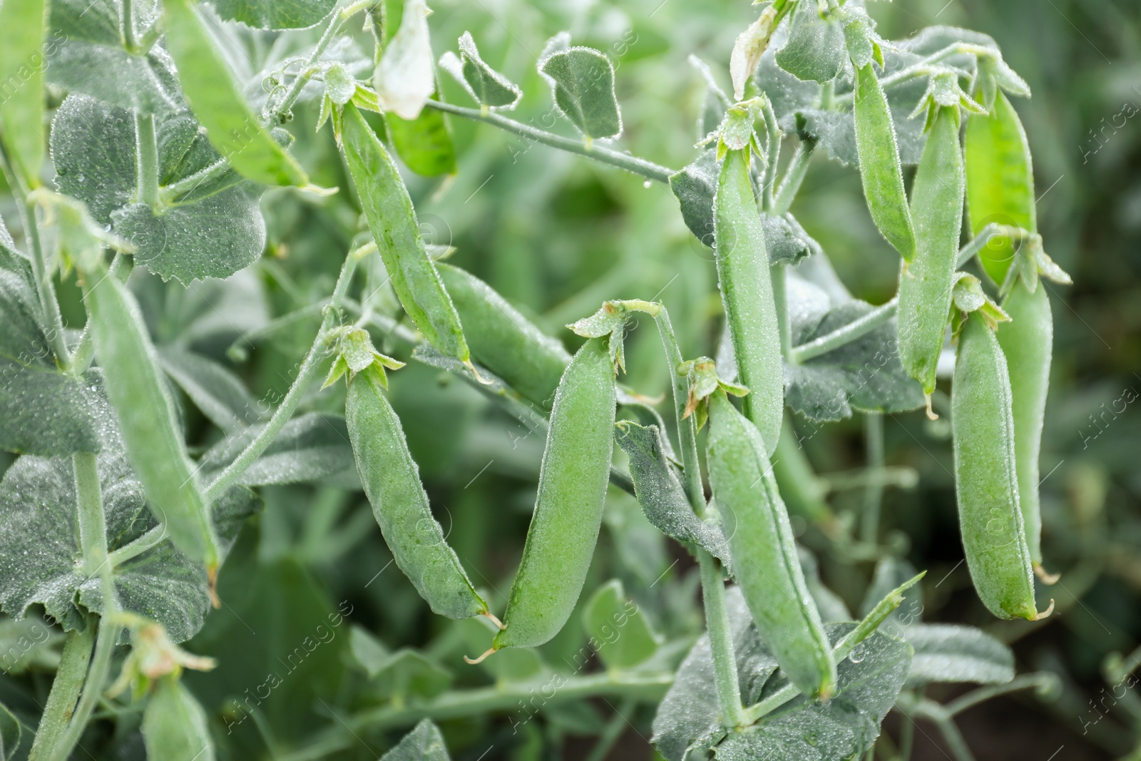 Photo of Ripe green pea pods growing outdoors, closeup
