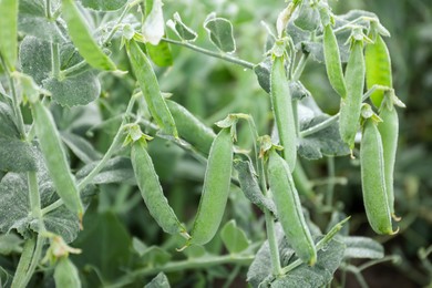 Photo of Ripe green pea pods growing outdoors, closeup