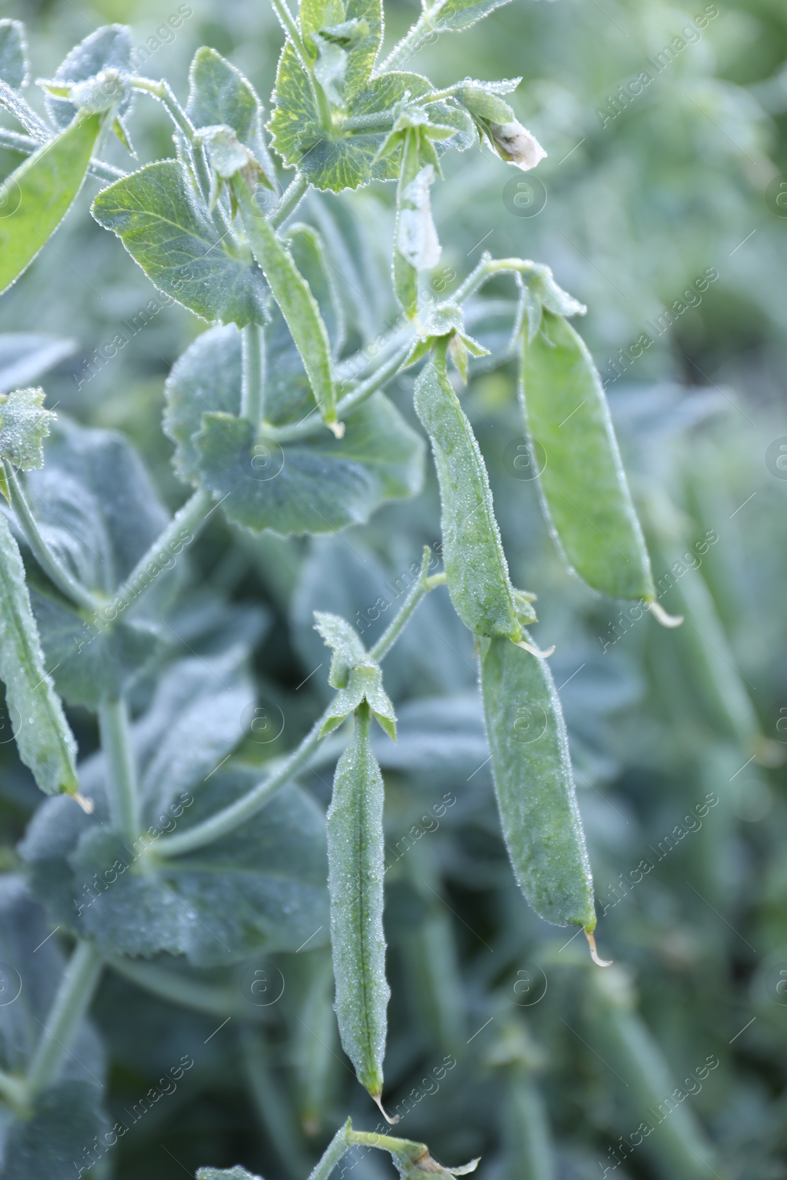 Photo of Ripe green pea pods growing outdoors, closeup