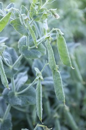 Photo of Ripe green pea pods growing outdoors, closeup