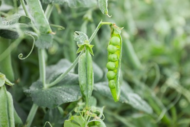 Photo of Ripe green pea pods growing outdoors, closeup