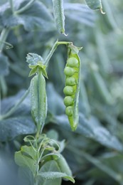 Photo of Ripe green pea pods growing outdoors, closeup