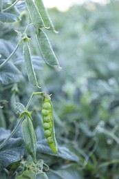 Photo of Ripe green pea pods growing outdoors, closeup. Space for text