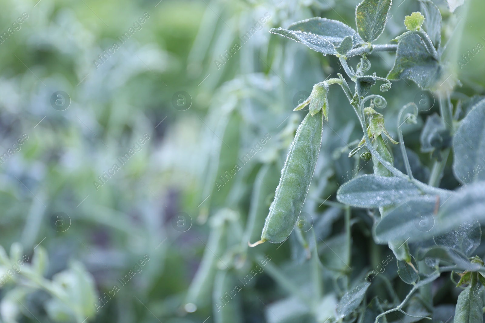 Photo of Ripe green pea pods growing outdoors, closeup. Space for text
