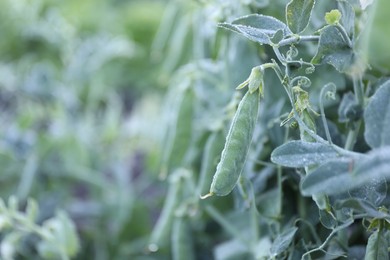 Photo of Ripe green pea pods growing outdoors, closeup. Space for text