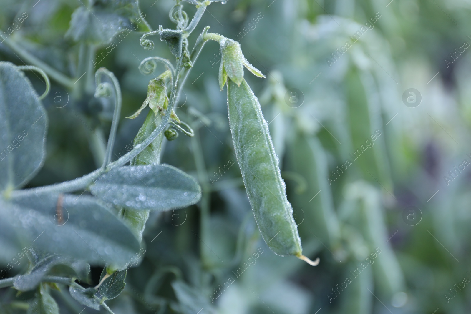 Photo of Ripe green pea pods growing outdoors, closeup. Space for text