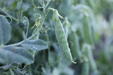 Photo of Ripe green pea pods growing outdoors, closeup. Space for text