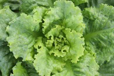 Photo of Natural green lettuce as background, top view