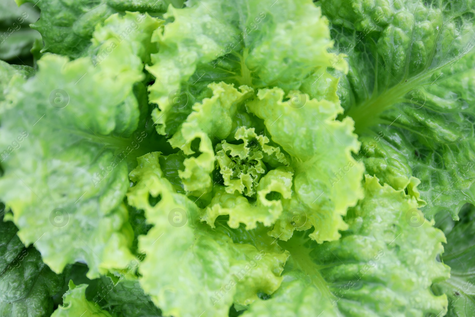 Photo of Natural green lettuce as background, top view
