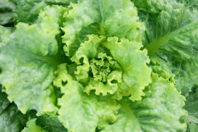 Photo of Natural green lettuce as background, top view