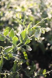 Photo of Green pea plant with blossoms growing outdoors, closeup