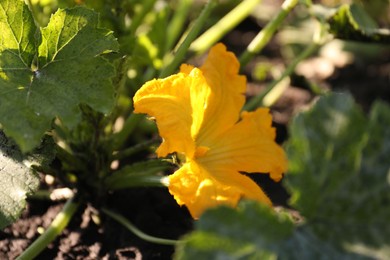 Photo of Zucchini plant with yellow blossom and green leaves in garden, closeup