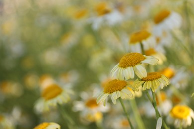 Photo of Beautiful blooming chamomile flowers growing outdoors, closeup. Space for text