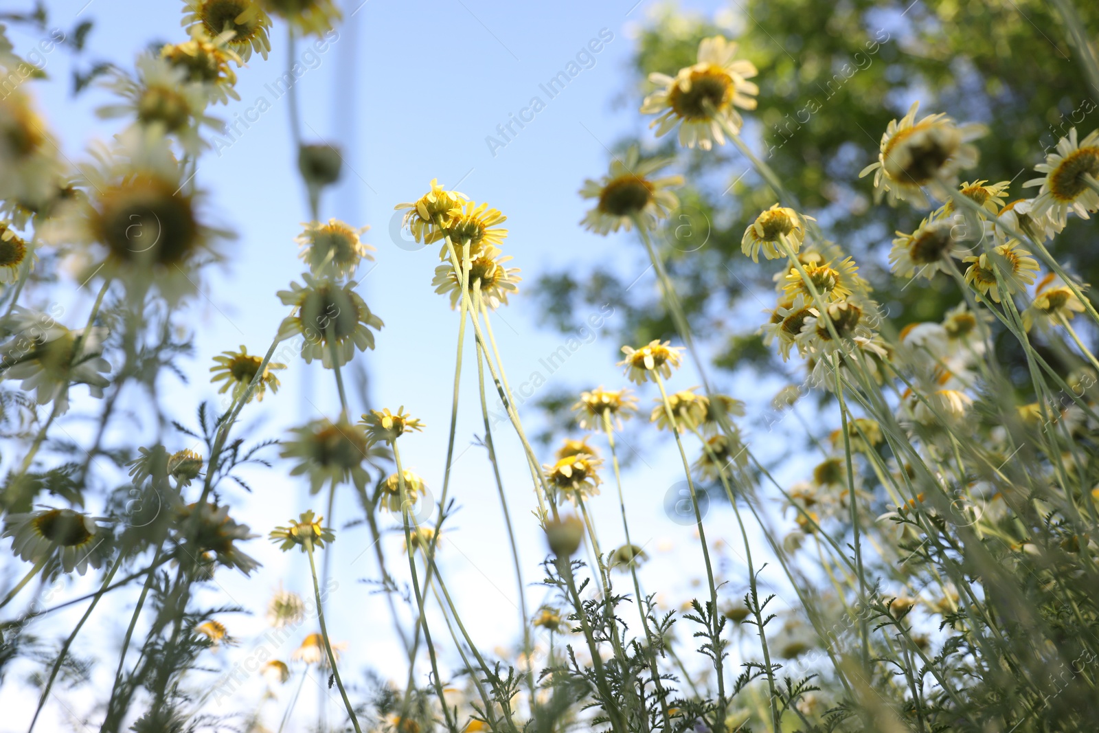 Photo of Beautiful blooming chamomile flowers growing outdoors, low angle view