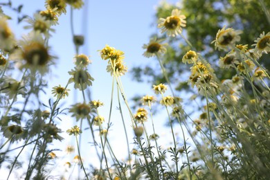 Photo of Beautiful blooming chamomile flowers growing outdoors, low angle view