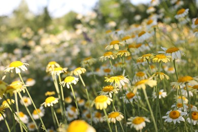 Photo of Beautiful blooming chamomile flowers growing outdoors, closeup