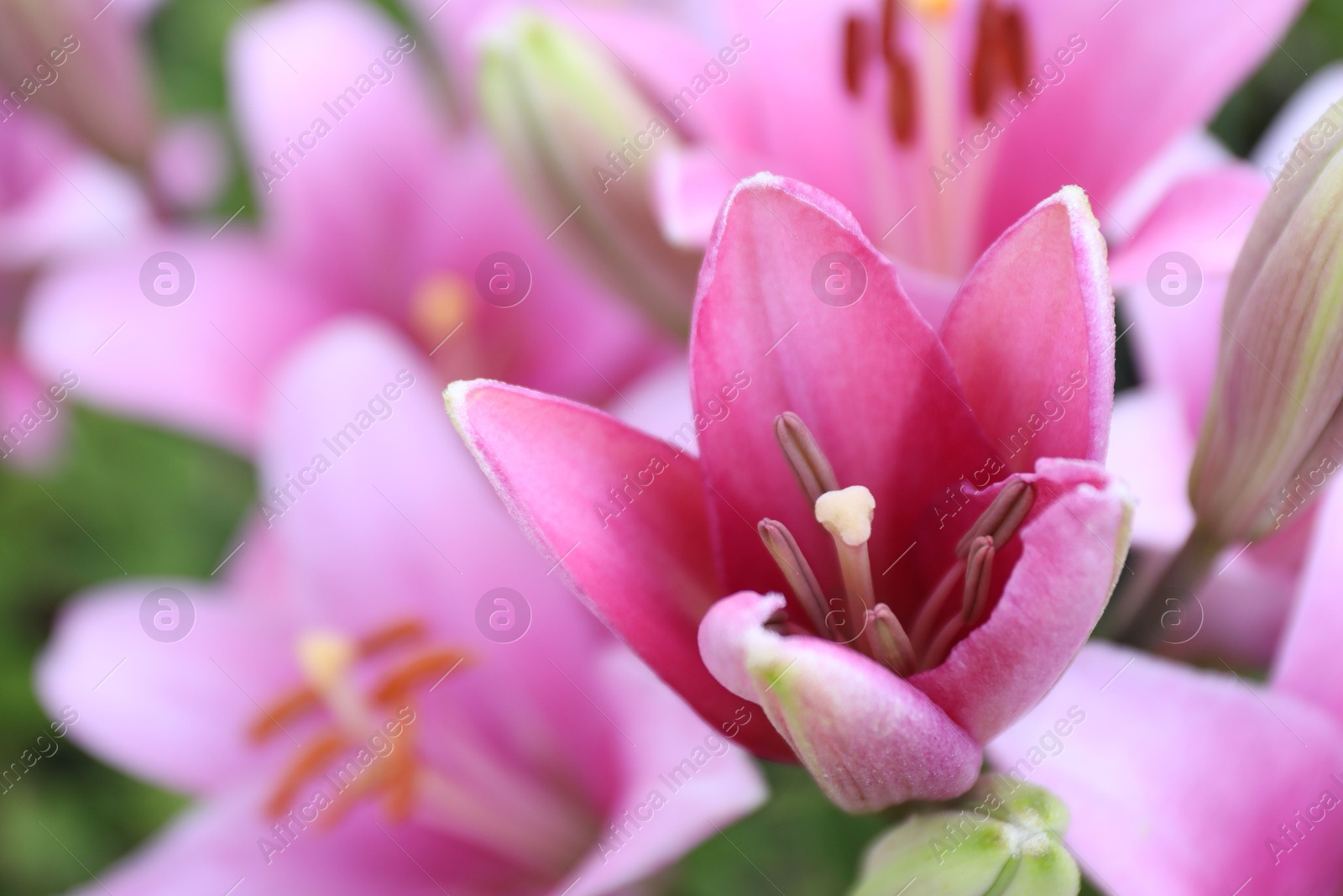 Photo of Beautiful bright pink lilies growing outdoors, closeup. Space for text