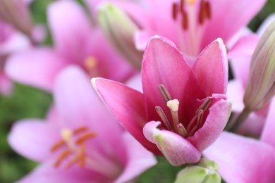 Photo of Beautiful bright pink lilies growing outdoors, closeup. Space for text