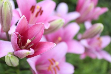 Photo of Beautiful bright pink lilies growing outdoors, closeup. Space for text