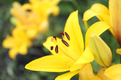 Photo of Beautiful bright yellow lilies growing outdoors, closeup