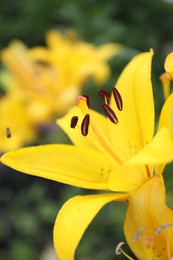 Photo of Beautiful bright yellow lily growing outdoors, closeup