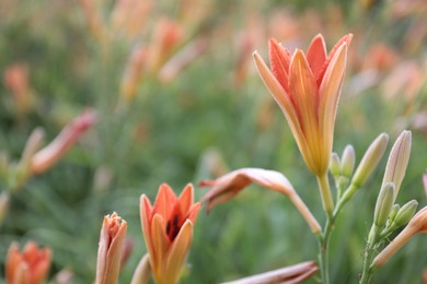 Photo of Beautiful bright orange lilies growing outdoors, closeup
