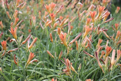 Photo of Many beautiful bright orange lilies growing outdoors
