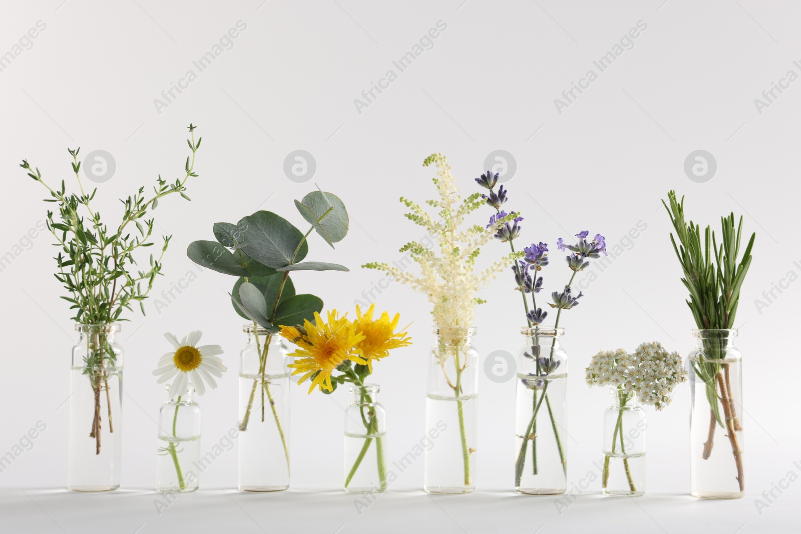 Essential oils with different plants in bottles on light grey background Photo of Essential oils with different plants in bottles on light grey background