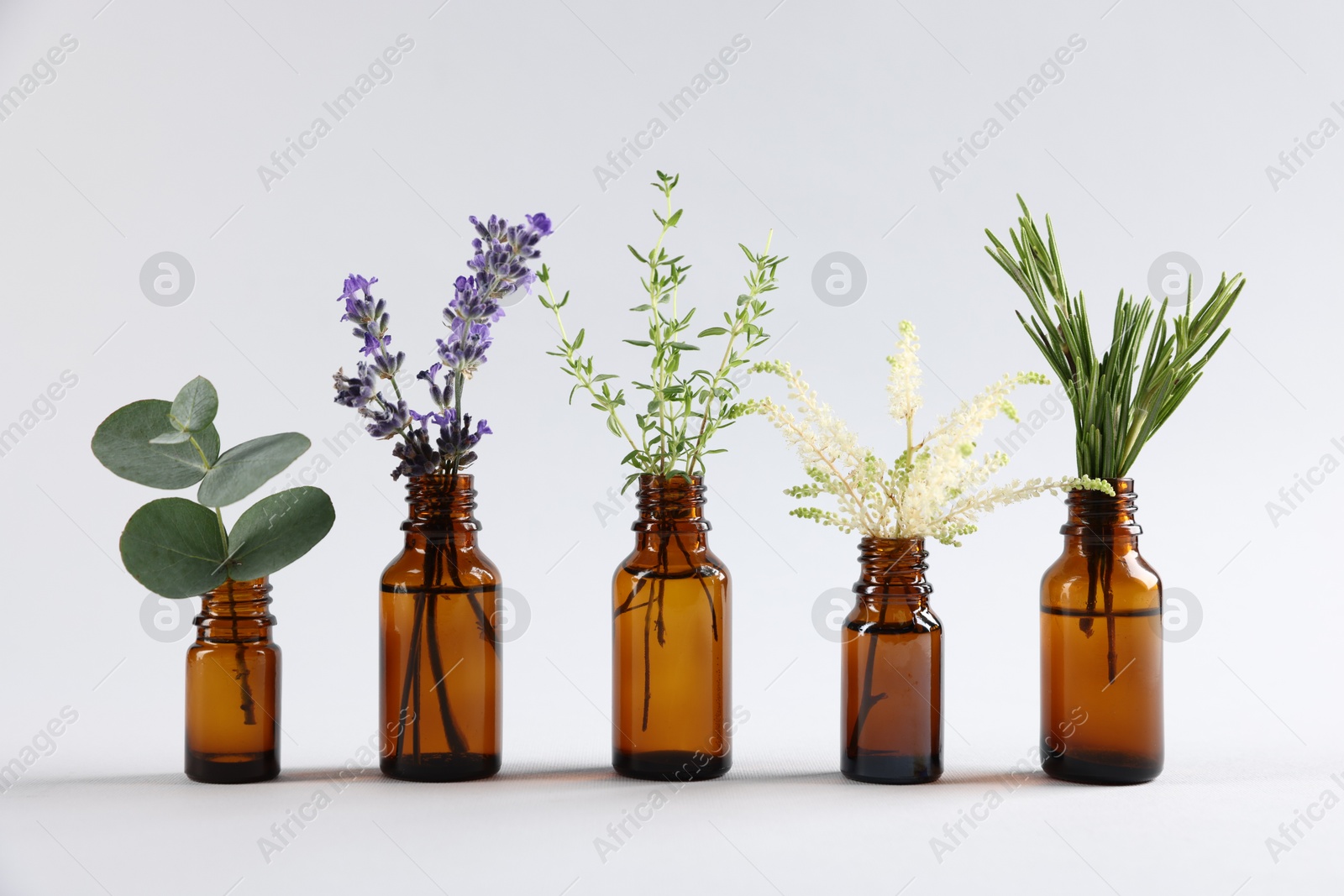 Essential oils with different plants in bottles on light grey background Photo of Essential oils with different plants in bottles on light grey background