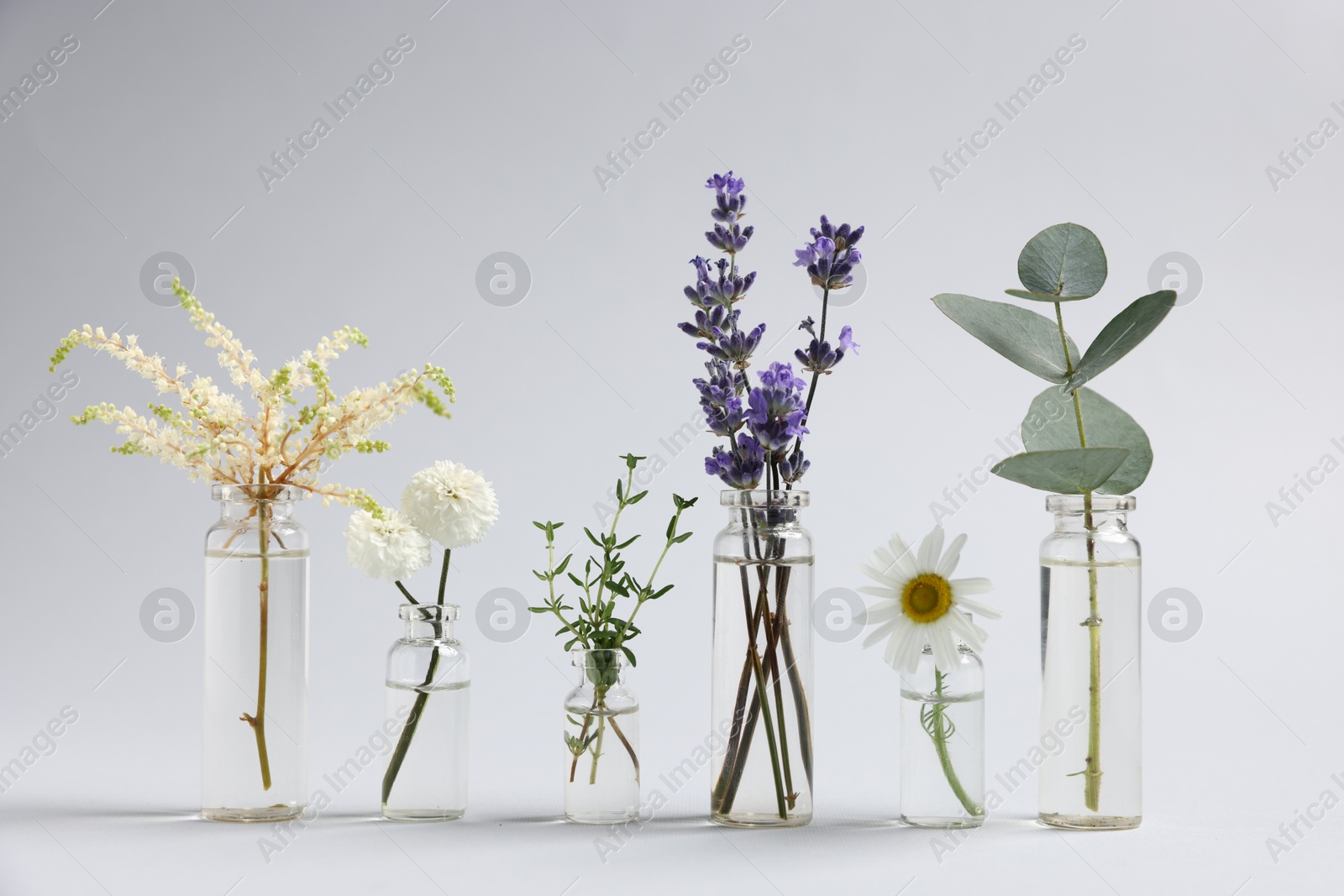 Photo of Essential oils with different plants in bottles on light grey background