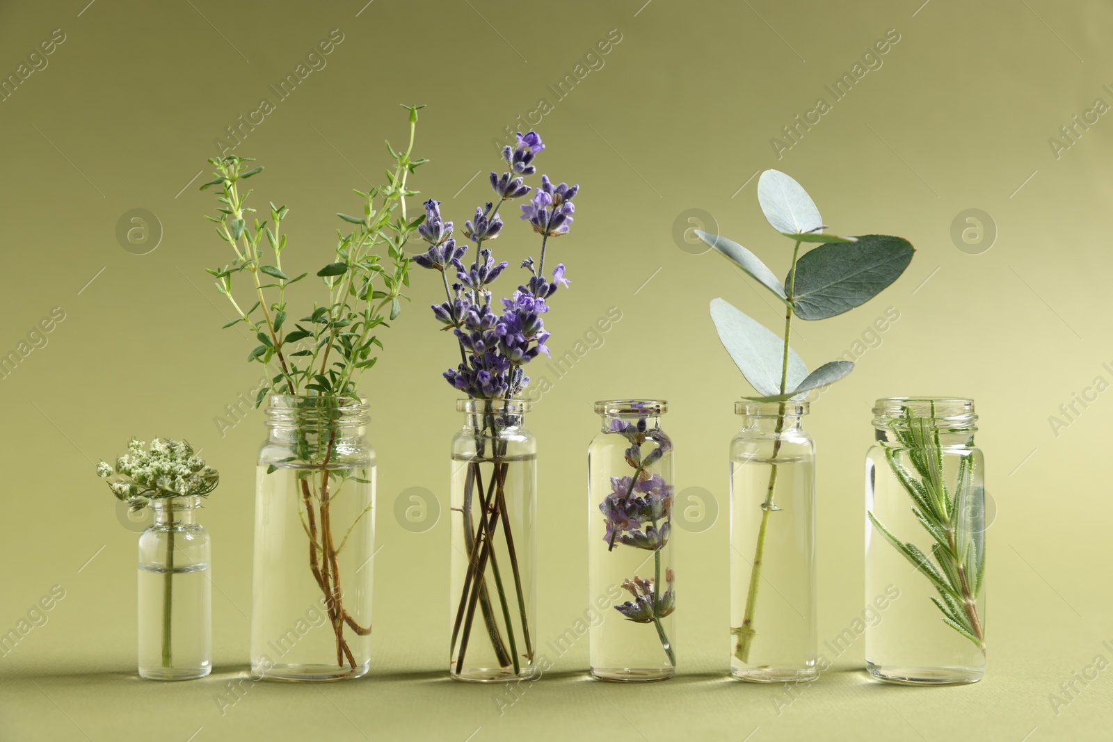Photo of Essential oils with different plants in bottles on green background