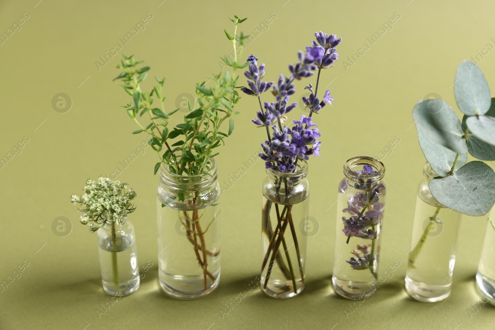 Photo of Essential oils with different plants in bottles on green background