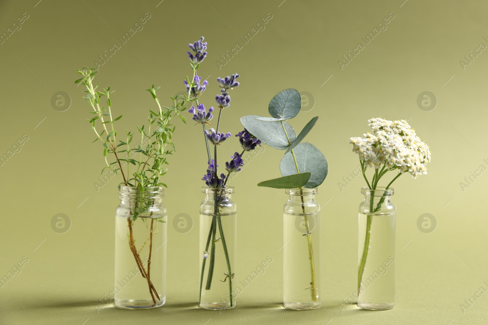 Essential oils with different plants in bottles on green background Photo of Essential oils with different plants in bottles on green background