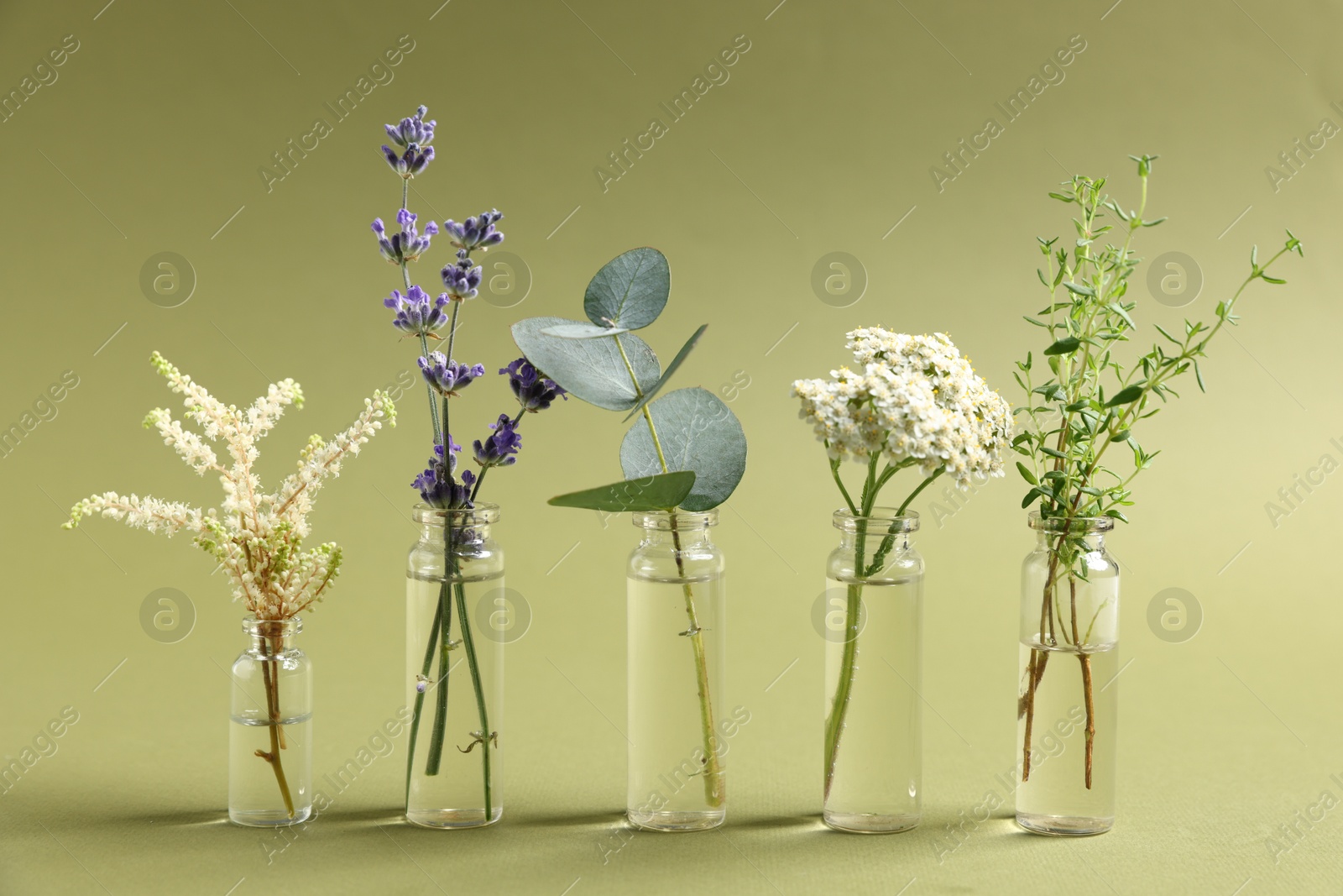 Photo of Essential oils with different plants in bottles on green background