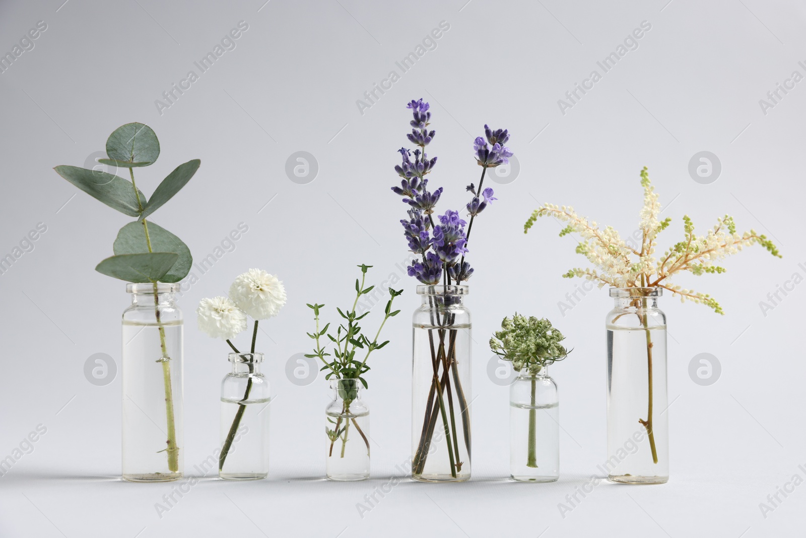 Photo of Essential oils with different plants in bottles on grey background