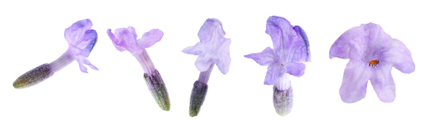 Image of Lavender florets isolated on white, set. Fragrant flowers