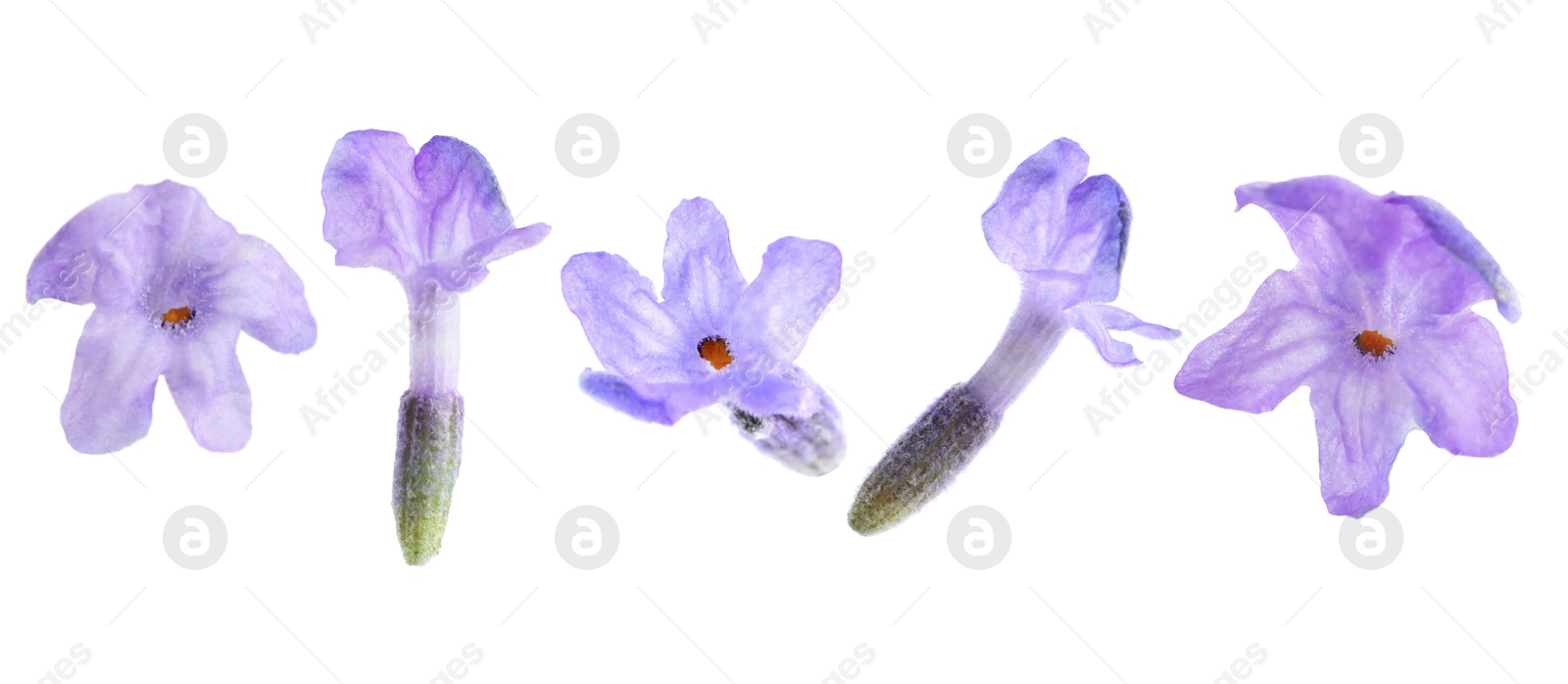 Lavender florets isolated on white, set. Fragrant flowers Image of Lavender florets isolated on white, set. Fragrant flowers