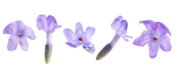 Image of Lavender florets isolated on white, set. Fragrant flowers