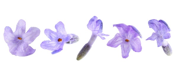 Image of Lavender florets isolated on white, set. Fragrant flowers