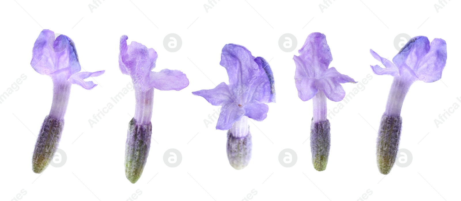 Lavender florets isolated on white, set. Fragrant flowers Image of Lavender florets isolated on white, set. Fragrant flowers