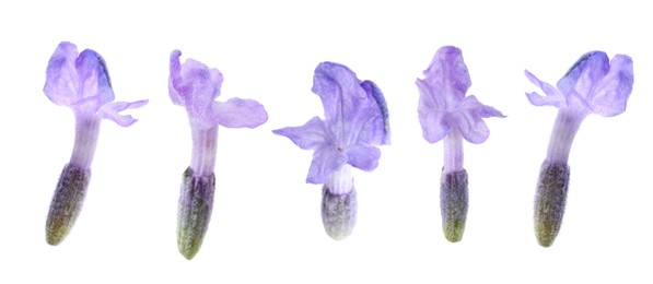 Image of Lavender florets isolated on white, set. Fragrant flowers