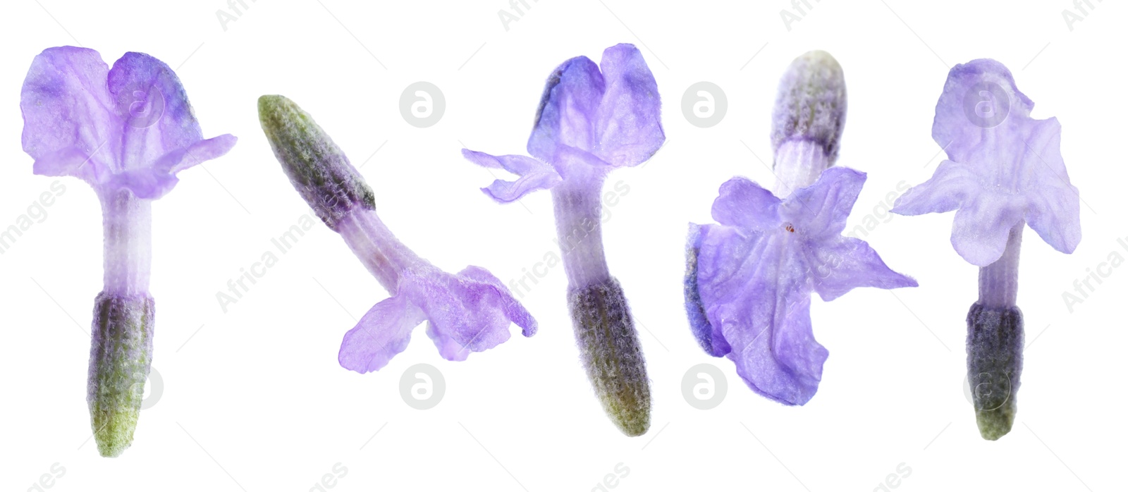 Lavender florets isolated on white, set. Fragrant flowers Image of Lavender florets isolated on white, set. Fragrant flowers