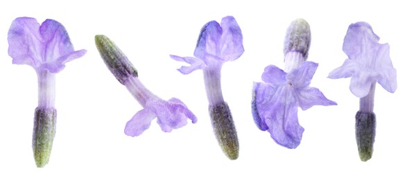 Image of Lavender florets isolated on white, set. Fragrant flowers